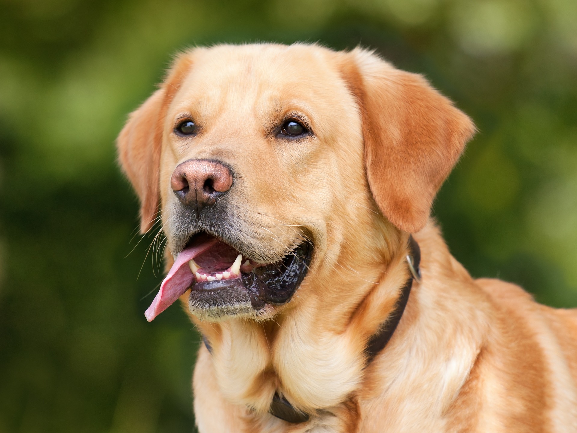 DSÖ Türkiye’yi Sokak Köpekleri Açısından En Riskli Ülkeler Arasında Gösterdi !!!