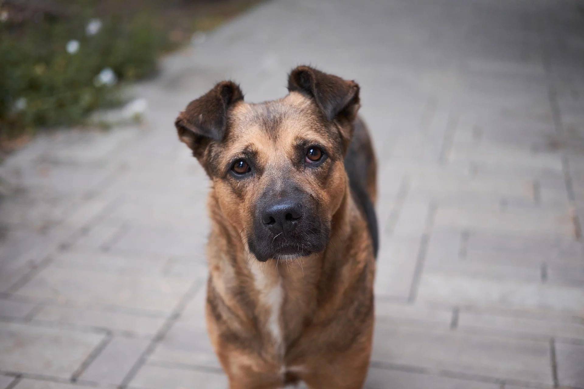 Türkiye Psikiyatri Derneği’nden Sokak Köpeklerinin Uyutulması Yasa Tasarısı Tepkisi!