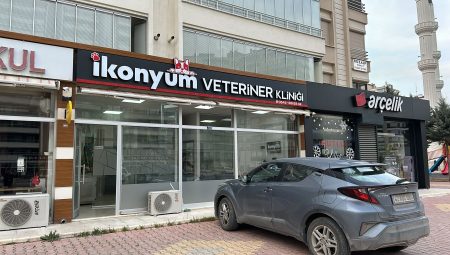 İkonyum Veteriner Kliniği: Kediler İçin Kapsamlı ve Uzman Hizmetler